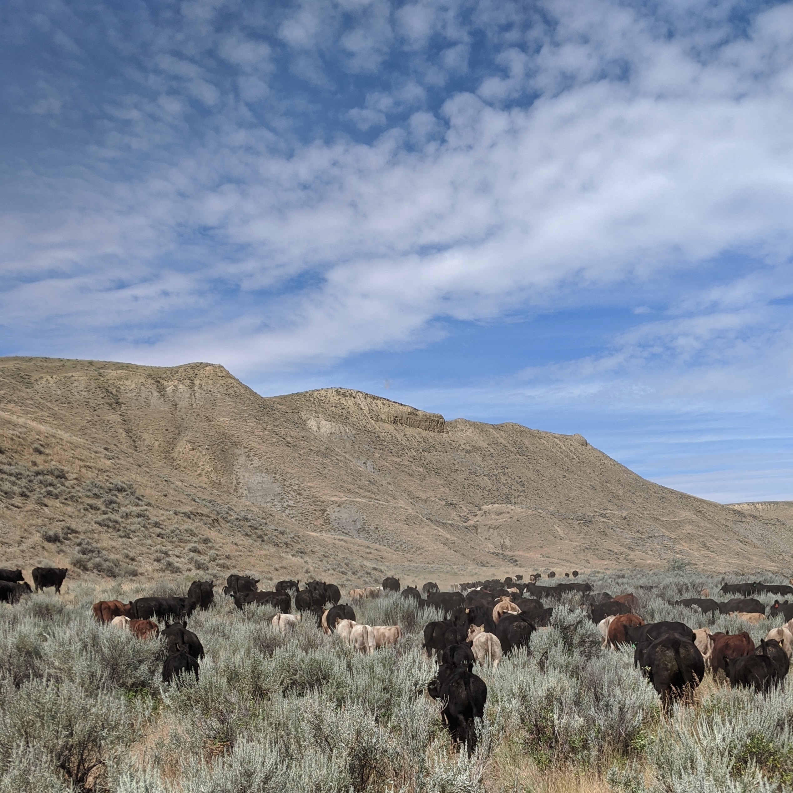 173898 Range cattle along the Marias River in Montana